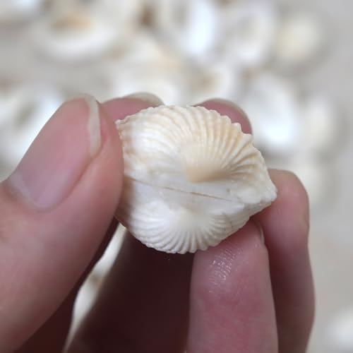 Small Seashell for Craft, Natural White Clam Sea Shells, DIY Assortment, Tiny Shell, Ocean-Themed Decorations, Fish Tank Plant Gravel, Party Wedding Home Decor Vase Filler, 200pcs