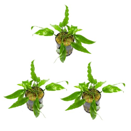 SubstrateSource Cryptocoryne Live Aquarium Plants - Freshwater Plant for Aquariums, Planted Fish Tanks - Beginner Friendly (Usteriana Green, 3 Pots (15-20 Plants)) - color: Usteriana Green, size: 3 Pots