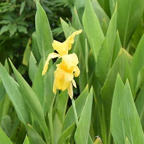 Canna 'Golden', a Great Live Pond Plant for Your Water Garden. Filters koi and Goldfish Ponds. Good for Bogs, Plant Shelf or Shallow Water This marginal Aquatic is a Real Beauty - color: Canna 'Golden'