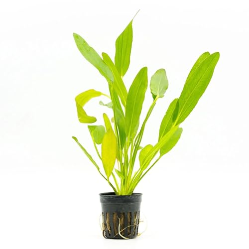 SubstrateSource Echinodorus Red Devil Sword Live Plant for Freshwater Aquariums, Natural Fish Tank Decorations, and Aquatic Decor (1 Pot (2-3 Plants)) - color: Ech. Red Devil, size: 1 Pot