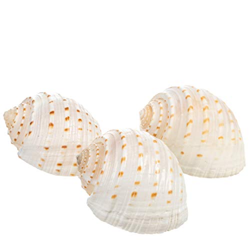 Hermit Crab Shells | Shells for Hermit Crabs | 3 Spotted Tonna Shells 2"-2.5" | Opening Size Approx. 1.75"-2" | Hermit Crab House for Décor | Plus Free Nautical eBook by Joseph Rains - color: 3 Spotted Tonna 2-2.5"