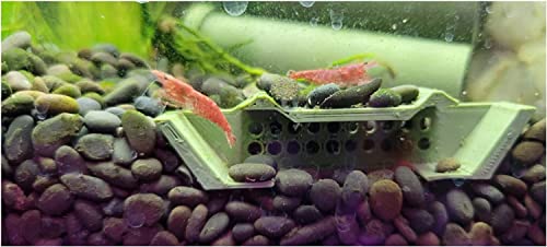 Shrimp Champ: Ultimate Shelter, Breeding Area and Hideout for Cherry Shrimp, African Dwarf Frogs and Small Aquatic Creatures - Natural Look, Safe, Eco-Friendly (2 Pack) - style: Shrimp Champ 2 Pack