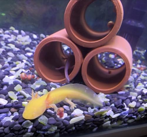 Ceramic Shelters, 2 pcs, Fish Tank Accessories, Fish House, Aquarium Hideout, Swim Holes Aquatic, Aquarium Cave, Ceramic Decoration for Freshwater and Saltwater Fish Tank (Pipes)