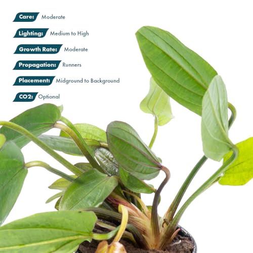 SubstrateSource Live Plants - Echinodorus ‘Horizontalis Variegated’ - Moderate to High Light, Green Variegated Accent, Midground to Background, Freshwater Aquatic Plant - Pot - color: Ech. Horizontalis Variegated, size: 1 Pot