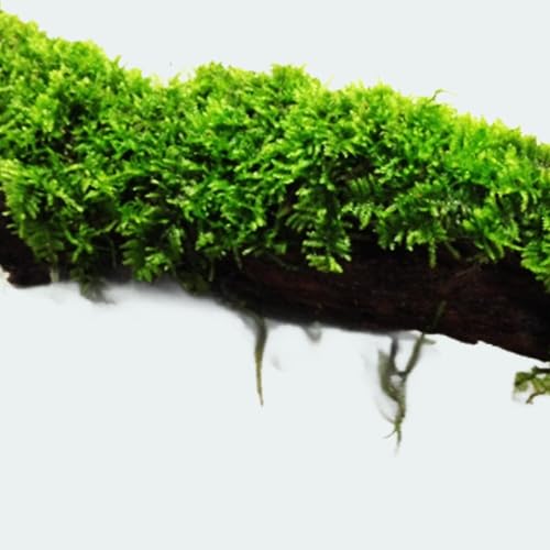 Aquarium Moss On Driftwood - Live Aquarium Plant - Freshwater - Low Light - size: Small 4-6 Inches