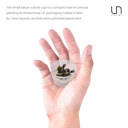 Ultum Nature Systems Live Tissue Culture - Bucephalandra Brownie Phoenix - Easy, Low-Med Light - Dark Green, Red, Purple Accent - Foreground to Midground - 100% Snail Free Grown in-Vitro - Small Cup - color: Bucephalandra Brownie Phoenix - Small