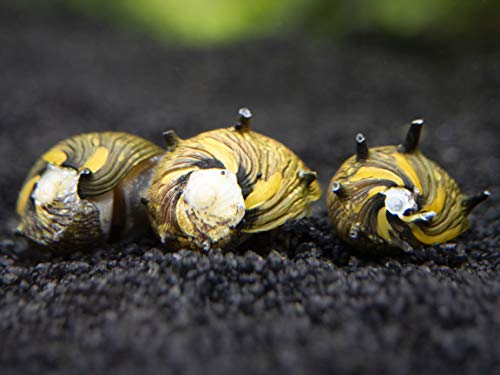 Aquatic Arts 5 Live Sun Thorn Nerite Snails | Nano Aquarium Tank Snail | Great With Dwarf Shrimp | Aquarium Plants | Freshwater Fish - size: 5-SNAILS