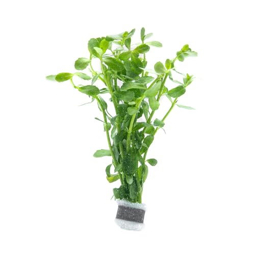 SubstrateSource Live Aquarium Stem Plants - Freshwater Aquatic Plant for Fish Tanks, Aquascaping - (Moneywort Bacopa Monnieri, 1 Bunch) - color: Bacopa Monnieri, size: Lead Bunch - 1 Pack