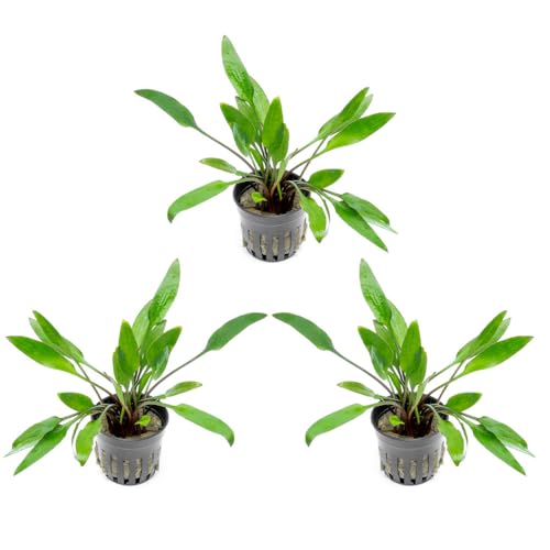 SubstrateSource Cryptocoryne Live Aquarium Plants - Freshwater Plant for Aquariums, Planted Fish Tanks - Beginner Friendly (Lutea, 3 Pots (15-20 Plants)) - color: Lutea, size: 3 Pots
