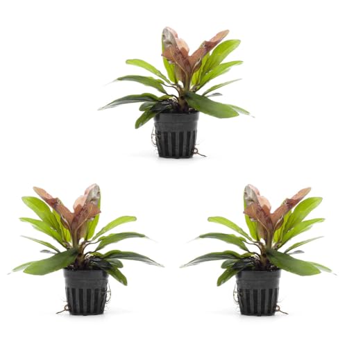 SubstrateSource Live Plants - Echinodorus Red Rubin (Echinodorus ‘Red Rubin’) - Medium to High Light, Red-Green Accent, Midground to Background Placement - Rosette Growth - Pot, 3 Pack - color: Ech. Red Rubin, size: 3 Pots