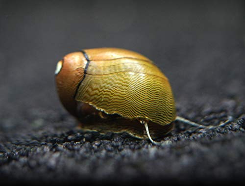 Aquatic Arts 10 Tiger Eye/Olive Nerite Snails | Mini Aquarium Snail | Betta Safe Glass Clearer | Nano Tank Accessories - size: 10-SNAILS