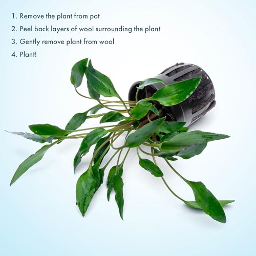 SubstrateSource Cryptocoryne Live Aquarium Plants - Freshwater Plant for Aquariums, Planted Fish Tanks - Beginner Friendly (Undulata, 1 Pot (3-5 Plants)) - color: Undulata, size: Pot