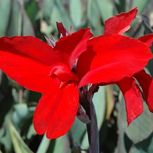 Canna 'Black Knight', a Great Live Pond Plant for Your Water Garden. Filters koi and Goldfish Ponds. Good for Bogs, Plant Shelf or Shallow Water This marginal Aquatic is a Real Beauty - color: Canna 'Black Knight'