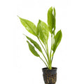 Potted Live Aquarium Plants | Freshwater Aquatic Plants for Aquariums (Amazon Sword) - color: Amazon Sword