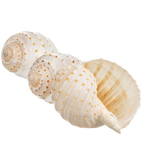 Hermit Crab Shells | Shells for Hermit Crabs | 3 Spotted Tonna Shells 2"-2.5" | Opening Size Approx. 1.75"-2" | Hermit Crab House for Décor | Plus Free Nautical eBook by Joseph Rains - color: 3 Spotted Tonna 2-2.5"