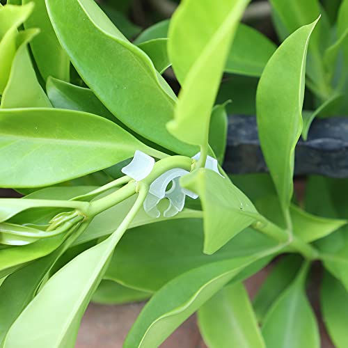 LucyPhy 60 Pack Plant Bender Angle Adjustable Plant Training Clips Low Stress Training Clips 90 Degrees Plant Stem(Circle Style,Transparent) - color: Transparent, size: 60Pack