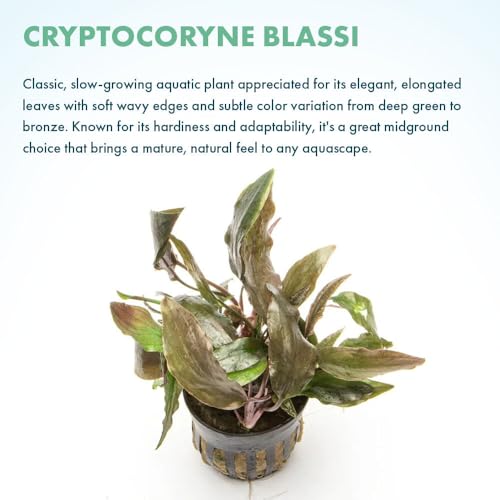 SubstrateSource Live Plants - Cryptocoryne Blassii (Cryptocoryne blassii) - Low to Medium Light, Bronze-Green Accent for Midground to Background Freshwater Aquarium Aquascaping - Pot - color: Blassii, size: Pot