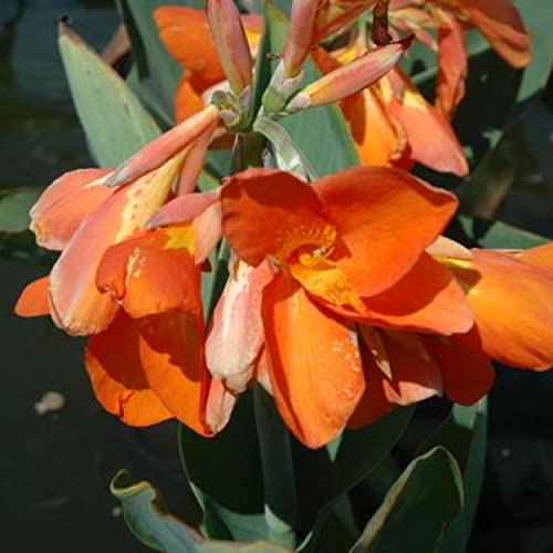 Chalily Canna ‘Chiquita Punch’, a Great Live Pond Plant for Your Water Garden. Filters The koi and Goldfish Pond. Good for Bogs, Plant Shelf or Shallow Water This marginal Aquatic is a Real Beauty - color: Canna 'Chiquita Punch'