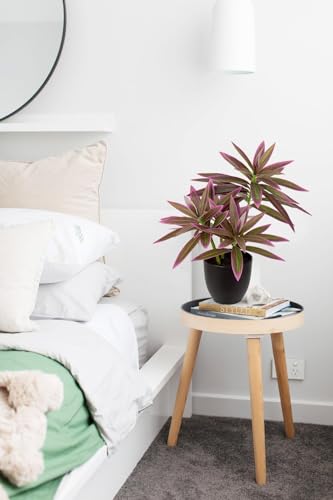 Faux Plants 16.1" Dracaena Artificial Plant Realistic Fake Plants in Pot Small Indoor Plants Fake Potted Plants Artificial Decor for Home Living Room Bathroom Office House Table Desk Shelf, Pink - color: Pink