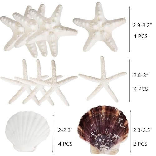 HappyFiller 14 PCS White Natural Scallop SeaShells Decorative Starfish Brown Sea Shells for Crafts,DIY Painting Projects,Coastal Beach Theme Decor,Wedding,Home Wall Decorations,Vase Fillers,2-3 Inches - color: White/Brown