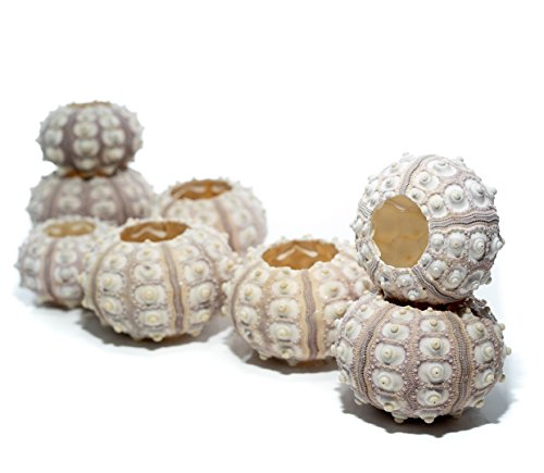 Nautical Crush Trading Sea Urchins Shells for Air Plants - 8 Purple Sputnik (1.5-3") Sea Urchin Shells - Hanging Air Plant Holder - Air Plants Live Holders - Air Plant Pot - No Plants Included - size: 8 Pack