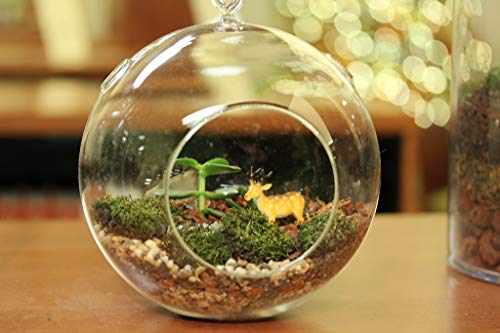 WGV Hanging Terrarium Globe, Width 7", Height 8", DIY Air Succulent Planter, Clear Glass Vase Orb with Flat Bottom, Candle Holder Outdoor Garden Decor, 6 Pieces - size: 7" Flat Bottom