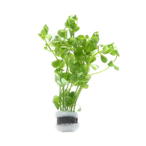 SubstrateSource Live Aquarium Stem Plants - Freshwater Aquatic Plant for Fish Tanks, Aquascaping - (Bacopa Australis, 1 Bunch) - color: Bacopa Australis, size: Lead Bunch - 1 Pack