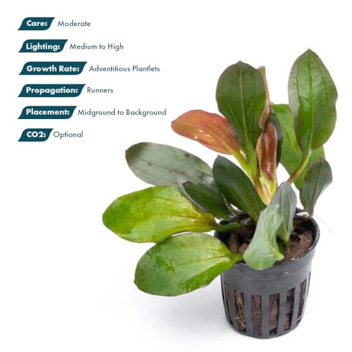 SubstrateSource Live Plants - Echinodorus ‘Red Phoenix’ (Echinodorus sp.) - Medium to High Light, Red Green, Midground to Background Placement, Freshwater Aquascaping Aquatic Plant - Pot - color: Ech. Red Phoenix, size: 1 Pot