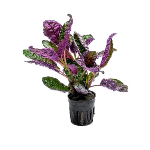 SubstrateSource Live Jungle Plants - Hemigraphis colorata (Hemigraphis sp.) - Low to Medium Light, Purple Green, Terrarium or Paludarium, Decorative Rosette Foliage - Pot - color: Hemigraphis Colorata, size: Pot