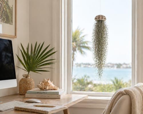 Jellyfish Spanish Moss Live Hanging Tillandsia Air Plant Ornament in Alfonso Sea Urchin Shell Home Decor, Unique Gift, Beach Housewarming Present, Wedding Party Favor or Table Place Card Holder - size: Large Alfonso Urchin