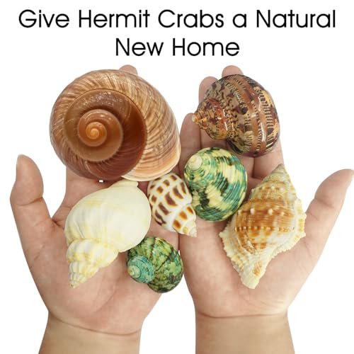 7PCS Medium Large Hermit Crab Shells | Natural Sea Conch Size 2"-2.8" | Mixed Turbo Seashells Set for Small to Medium Hermit Crab Supplies, Saltwater Crab Habitat and Beach Decor Sea Shells