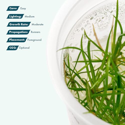 SubstrateSource Live Plant - Echinodorus tenellus 'Micro' - Foreground Rosette for Carpeting, Snail-Free in Vitro Aquarium Plant - Tissue Culture - color: Echinodorus Tenellus Micro