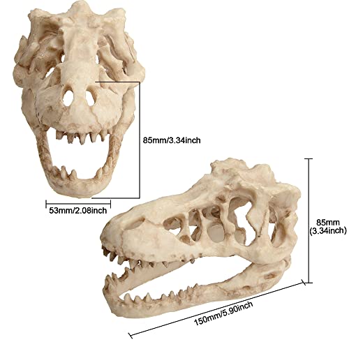 Saim Dinosaur Skull Model Resin Aquarium Decorative Reptile Decor Home Office Display