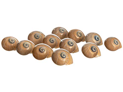 Hermit Crab Shells | Turbo Shells | 12 Natica Lineata Shells 3/4"- 1.5" | Hermit Crab House for Décor | Plus Free Nautical eBook by Joseph Rains
