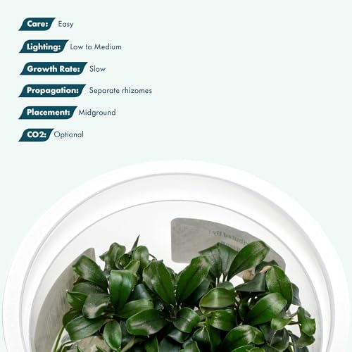 SubstrateSource Live Aquarium Plant - Bucephalandra sp. Sekadau Bukit Betung - Snail Free in-Vitro Easy Care Freshwater Aquatic Plants for Aquascaping, Low - Med Light, Slow Growth - Tissue Culture - color: Bucephalandra sp. Sekadau Bukit Betung