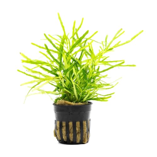 SubstrateSource Live Jungle Plants - Hemigraphis repanda 'Green' (Hemigraphis sp.) - Low to Medium Light, Green, Terrarium or Paludarium Placement, Textured Groundcover Rosette - Pot - color: Hemigraphis Repanda Green, size: Pot