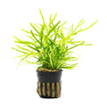 SubstrateSource Live Jungle Plants - Hemigraphis repanda 'Green' (Hemigraphis sp.) - Low to Medium Light, Green, Terrarium or Paludarium Placement, Textured Groundcover Rosette - Pot - color: Hemigraphis Repanda Green, size: Pot