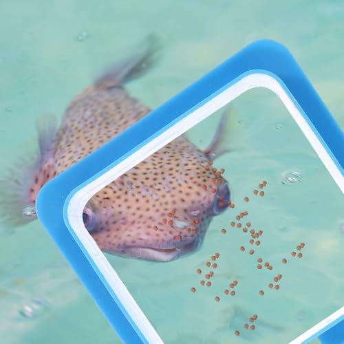 2pcs Reusable Plastic Fish Feeding Rings Aquarium Feeding Circles Floating Fish Feeder for Tank Tropical Food Retaining Ring Aquarium Accessory