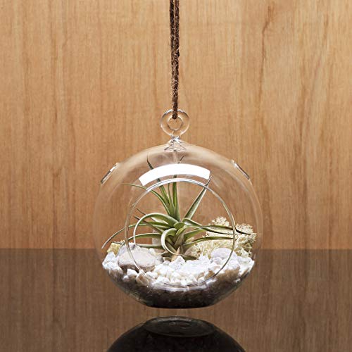WGV Hanging Terrarium Globe, Width 4", Height 4.75", DIY Air Succulent Planter, Clear Glass Vase Orb with Flat Bottom, Candle Holder for Windowsill Outdoor Garden Decor, 6 Pieces Bulk - size: 4" Flat Bottom