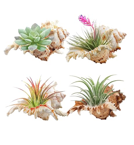 YZHZOM 4 Pack 4-5 inches Conch Shells for Decorating air Plant Holders Unique Succulent Pot Betta Fish Tank Decoration Aquarium décor Fish House for Aquarium Beach Theme Party (No Plants)