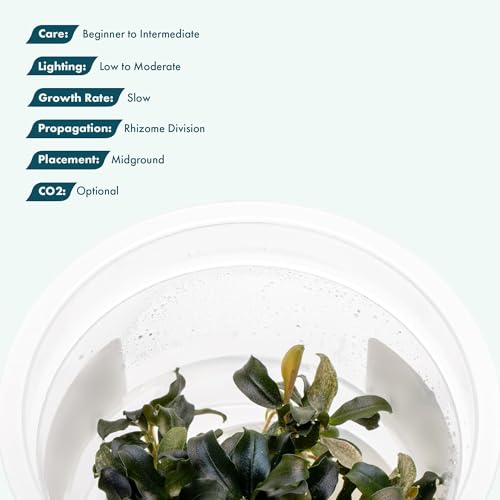 SubstrateSource Live Plants - Bucephalandra sp. 'Sekadau Giant Blue - Low to Moderate Light, Deep Green with Blue Shimmer, Midground, Intermediate Difficulty - Tissue Culture, 1 Pack - color: Bucephalandra Sekadau Giant Blue