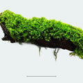 Christmas Moss on Driftwood | Live Aquarium Plant - Pre-Attached Vesicularia Montagnei, Low Light, No CO2, Shrimp Safe - size: Small