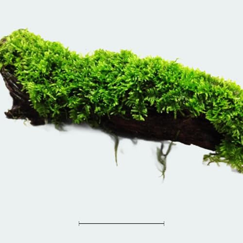 Aquarium Moss On Driftwood - Live Aquarium Plant - Freshwater - Low Light - size: Extra Small 2-4 Inches
