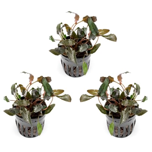 SubstrateSource Cryptocoryne Live Aquarium Plants - Freshwater Plant for Aquariums, Planted Fish Tanks - Beginner Friendly (Wendtii Brown, 3 Pots (15-20 Plants)) - color: Wendtii Brown, size: 3 Pots