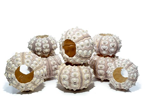 Nautical Crush Trading Sea Urchins Shells for Air Plants - 8 Purple Sputnik (1.5-3") Sea Urchin Shells - Hanging Air Plant Holder - Air Plants Live Holders - Air Plant Pot - No Plants Included - size: 8 Pack