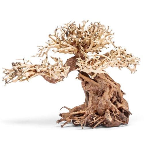 Ultum Nature Systems Bonsai - Handcrafted Hardscape Driftwood for Aquarium, Terrarium, Vivarium, Natural Aquascape Hardscape Decorations, Aquascaping Hardscape for Live Aquatic Plants - 012, Medium