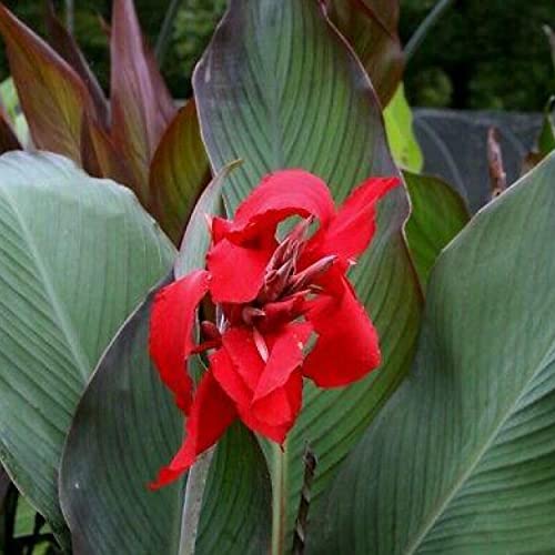 Canna 'Black Knight', a Great Live Pond Plant for Your Water Garden. Filters koi and Goldfish Ponds. Good for Bogs, Plant Shelf or Shallow Water This marginal Aquatic is a Real Beauty - color: Canna 'Black Knight'