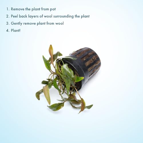 SubstrateSource Cryptocoryne Live Aquarium Plants - Freshwater Plant for Aquariums, Planted Fish Tanks - Beginner Friendly (Beckettii, 1 Pot (3-5 Plants)) - color: Becketii, size: Pot