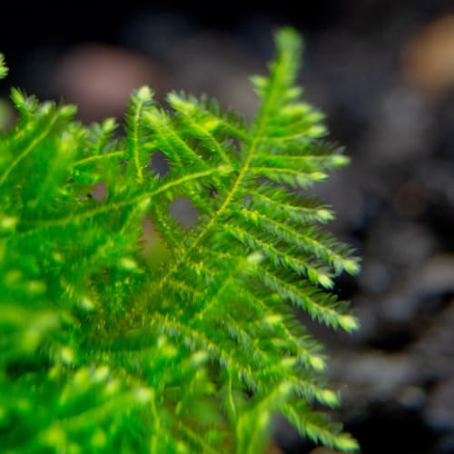 Christmas Moss on Natural Cholla Wood 6 Inches Perfect for Aquascaping, Shrimp Tanks, Nano Tanks, and Fish Tanks Low Light Freshwater Live Moss for Decorations and Breeding