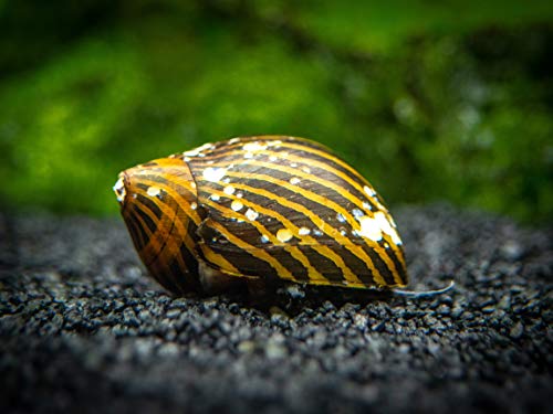 Aquatic Arts 3 Live B-Grade Nerite Snails | Aquarium Substrate Clearer/Scraper/Nano Tank Filter | Safe with Betta/Tetra/Guppy Fish - size: 3-SNAILS
